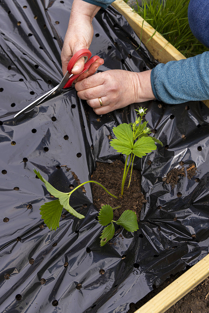 Planting of 'Gariguette' strawberry plants on a mulch sheet, also preventing cats from scratching the soil, Pas de Calais, France