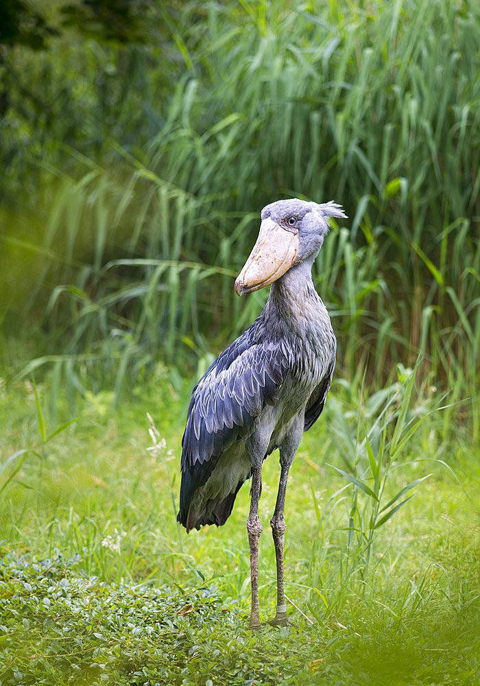 Shoebill (Balaeniceps rex), zoo in Germany