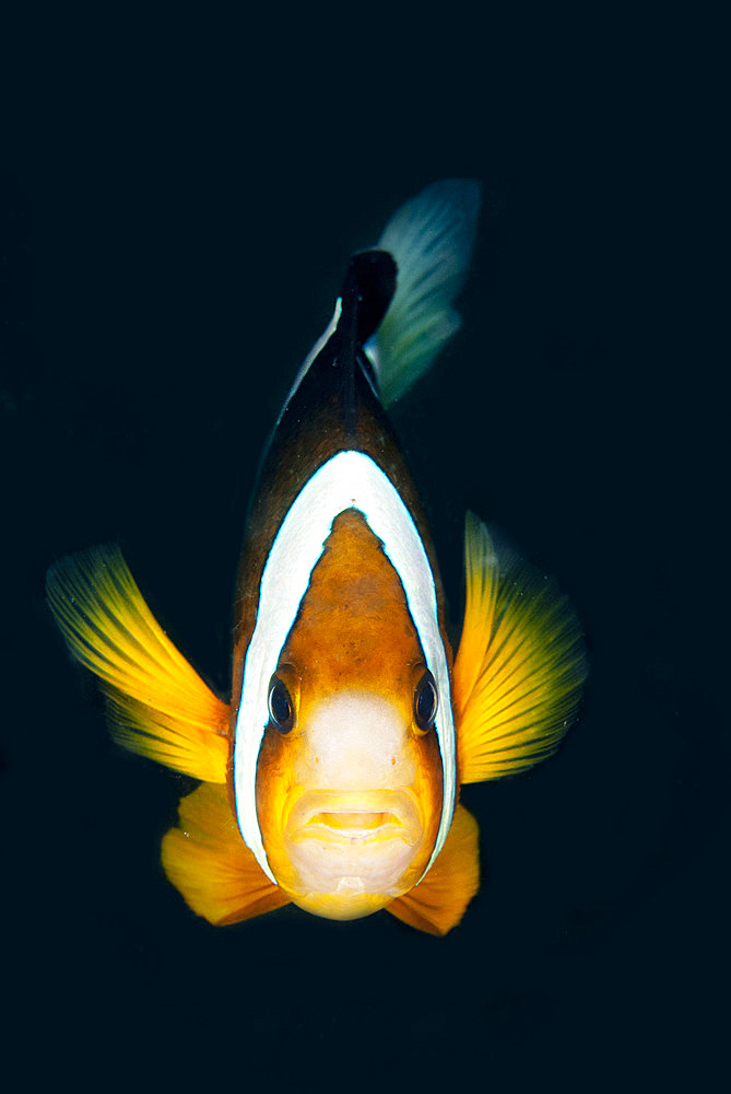 Clark's Anemonefish (Amphiprion clarkii), Makawide Slope dive site, Lembeh Straits, Sulawesi, Indonesia