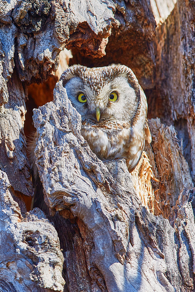 Tengmalm's owl (Aegolius funereus) emerging from a cavity in a dead tree, Finland