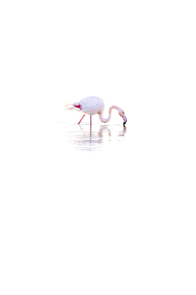 Greater Flamingo (Phoenicopterus roseus), Camargue, France