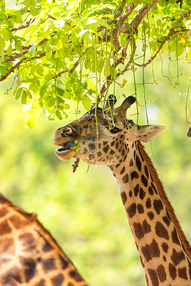 Rhodesian giraffe (Giraffa camelopardalis thornicrofti), more commonly known as Thornicroft?s giraffe, endemic in Zambia, South Luangwa, eating flowers of sausage tree, South Luangwa natioinal Park, Zambia, Africa