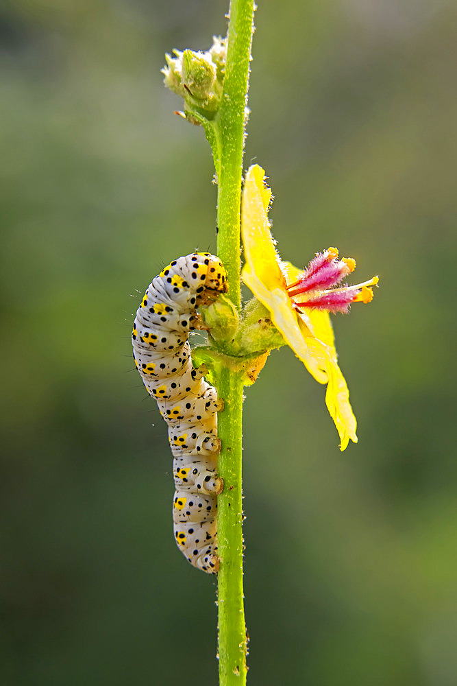 Mullein Moth (Shargacucullia verbasci) caterpillar on a stem of Common Mullein (Verbascum thapsus) in spring, Countryside near Hyeres, Var, France