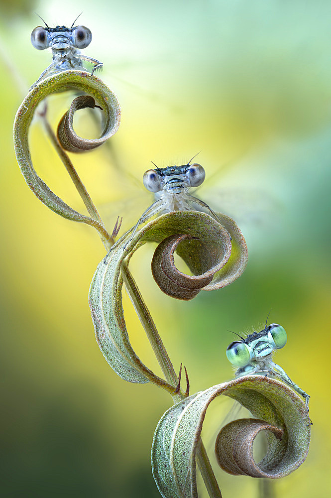 Three damselflies on a leafy stem