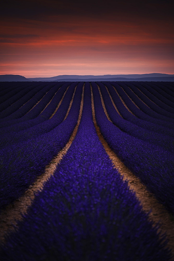 Lavender field on the Plateau de Valensole, Alpes-de-Haute-Provence, France