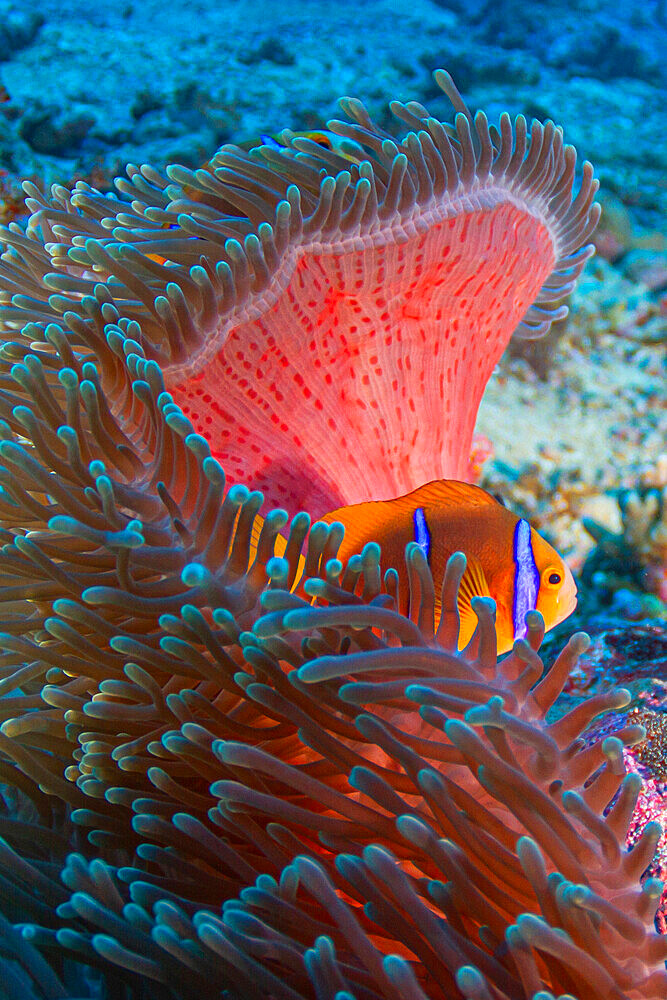 Orange-finned clownfish (Amphiprion chrysopterus) in its magnificent anenome (Heteractis magnifica), Tahiti, French Polynesia.