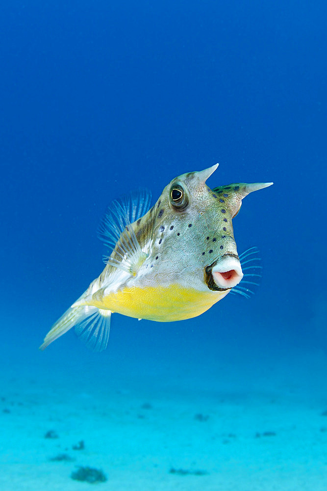 Long-horn cowfish (Lactoria cornuta), Tahiti, French Polynesia