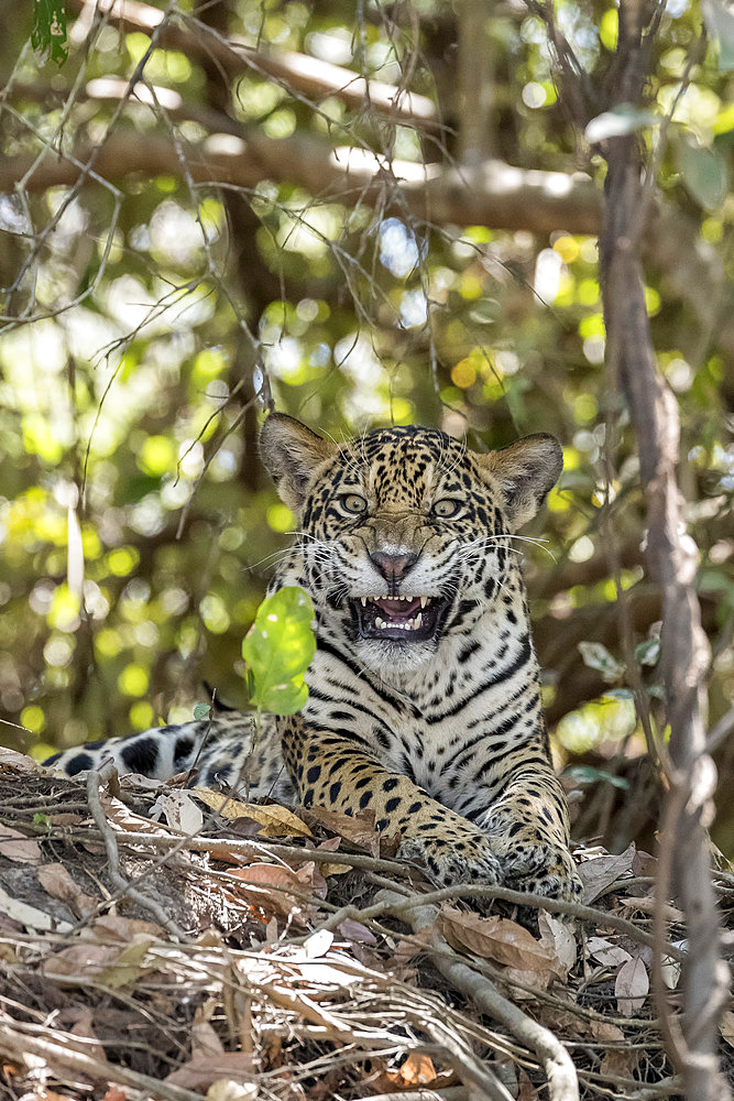 Jaguar showing teeth (Panthera onca) is a wild cat species and the only extant member of the genus Panthera native to the Americas. Pantanal, Mato Grosso, Brazil