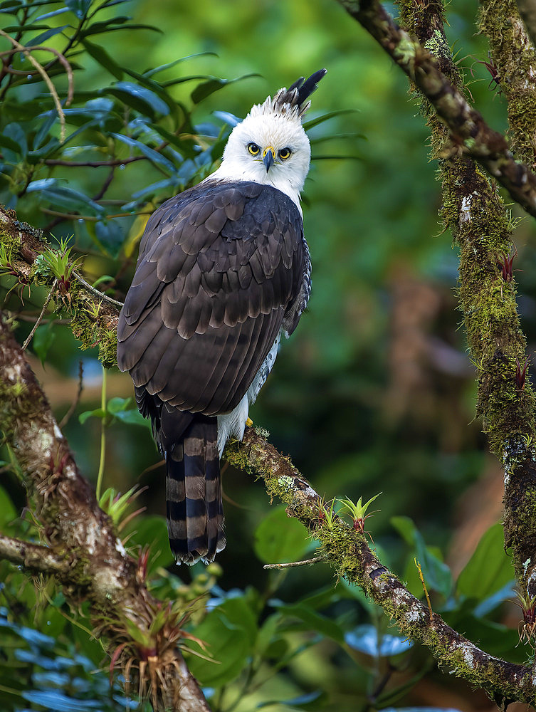 Ornate Hawk-Eagle (Spizaetus ornatus), juvenile, Chiriqui Highlands, Panama