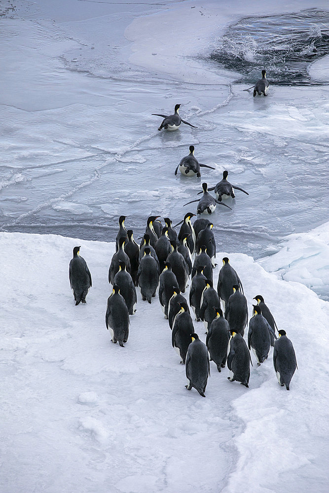 Emperor penguins (Aptenodytes forsteri) on pack ice, McMurdo Sound, Ross Sea, Antarctica