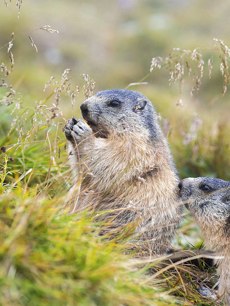 Alpine Marmot (Marmota marmota) in the NP Hohe Tauern near Mount Grossglockner. Europe, Central Europe, Austria, September