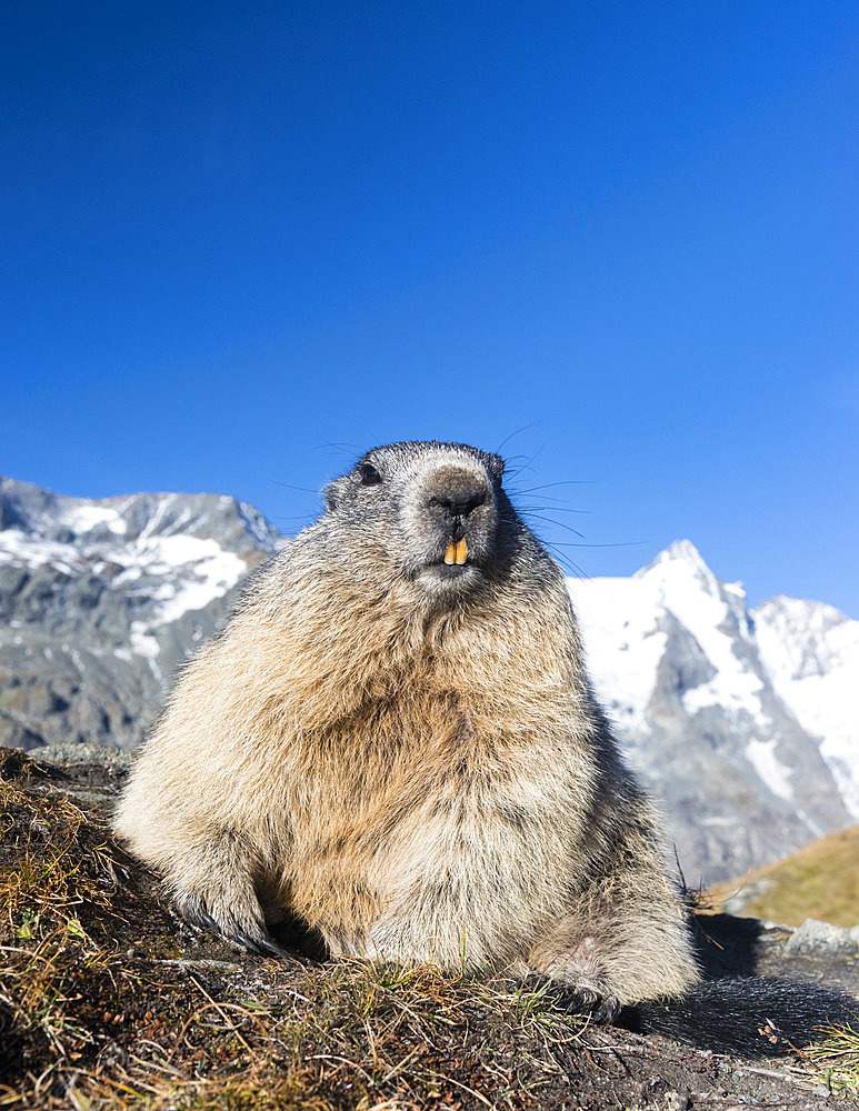 Alpine Marmot (Marmota marmota) in the NP Hohe Tauern near Mount Grossglockner. Europe, Central Europe, Austria, September