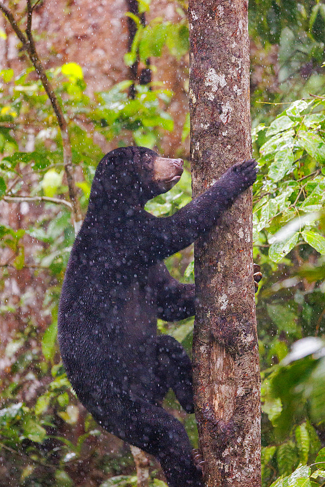 Bornean Sun Bear (Helarctos malayanus) climbing in a tree, Borneo Malay Bear Center, Rescue and Rehabilitation Center, Sepilok Rehabilitation Center, Sabah, Malaysia, North Borneo, Southeast Asia