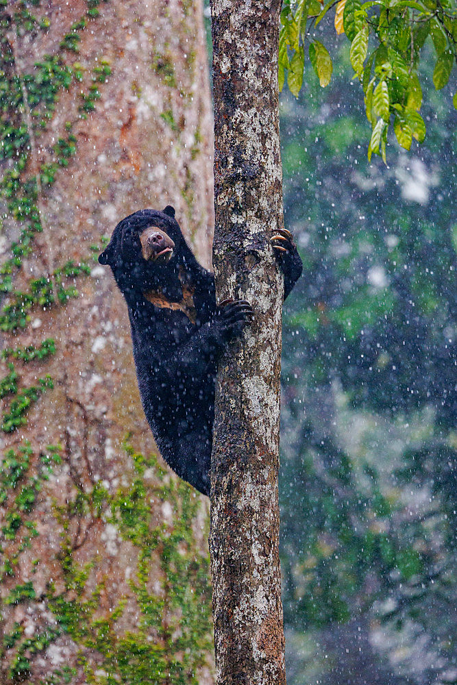 Bornean Sun Bear (Helarctos malayanus) climbing in a tree, Borneo Malay Bear Center, Rescue and Rehabilitation Center, Sepilok Rehabilitation Center, Sabah, Malaysia, North Borneo, Southeast Asia