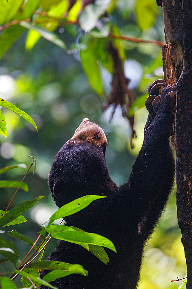 Bornean Sun Bear (Helarctos malayanus) climbing in a tree, Borneo Malay Bear Center, Rescue and Rehabilitation Center, Sepilok Rehabilitation Center, Sabah, Malaysia, North Borneo, Southeast Asia