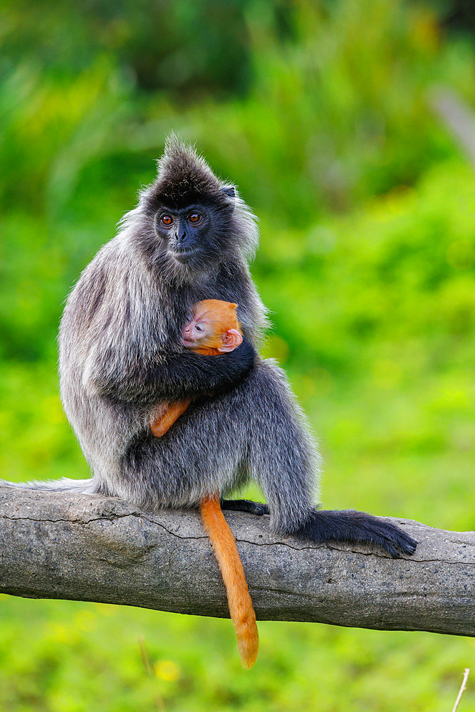 Silvery lutung or Silvered leaf Monkey or Silvery Langur (Trachypithecus cristatus), baby ( orange in color) with the mother, Reserve of Labuk Bay, Sabah, Malaysia, North Borneo, Southeast Asia