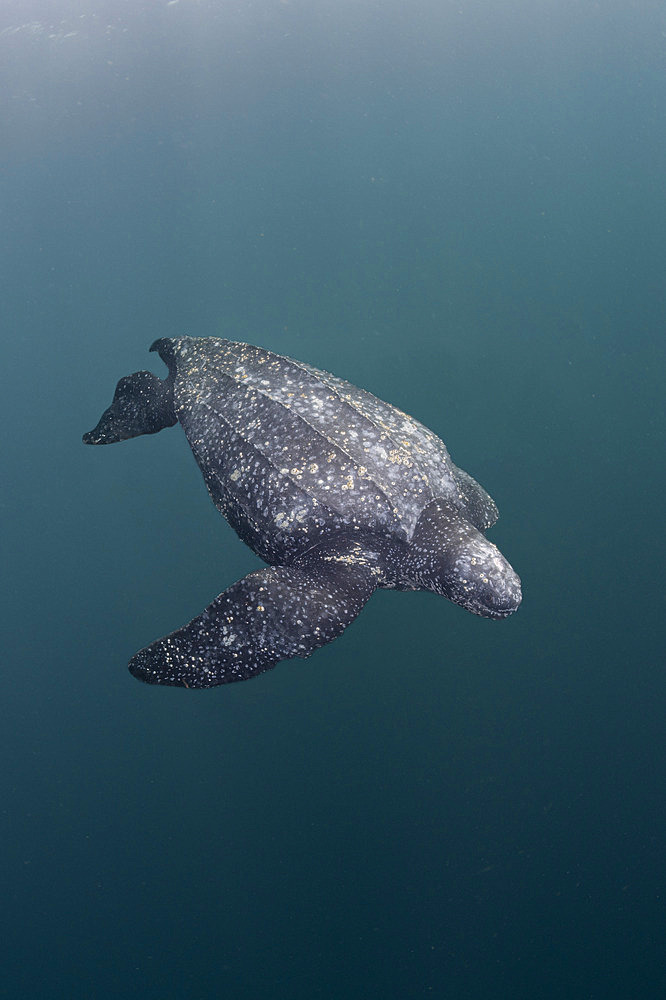 Leatherback sea turtle (Dermochelys coriacea), Vulnerable. Kei ( or Kai ) Islands, Moluccas, eastern Indonesia, Banda Sea, Southwest Pacific Ocean.