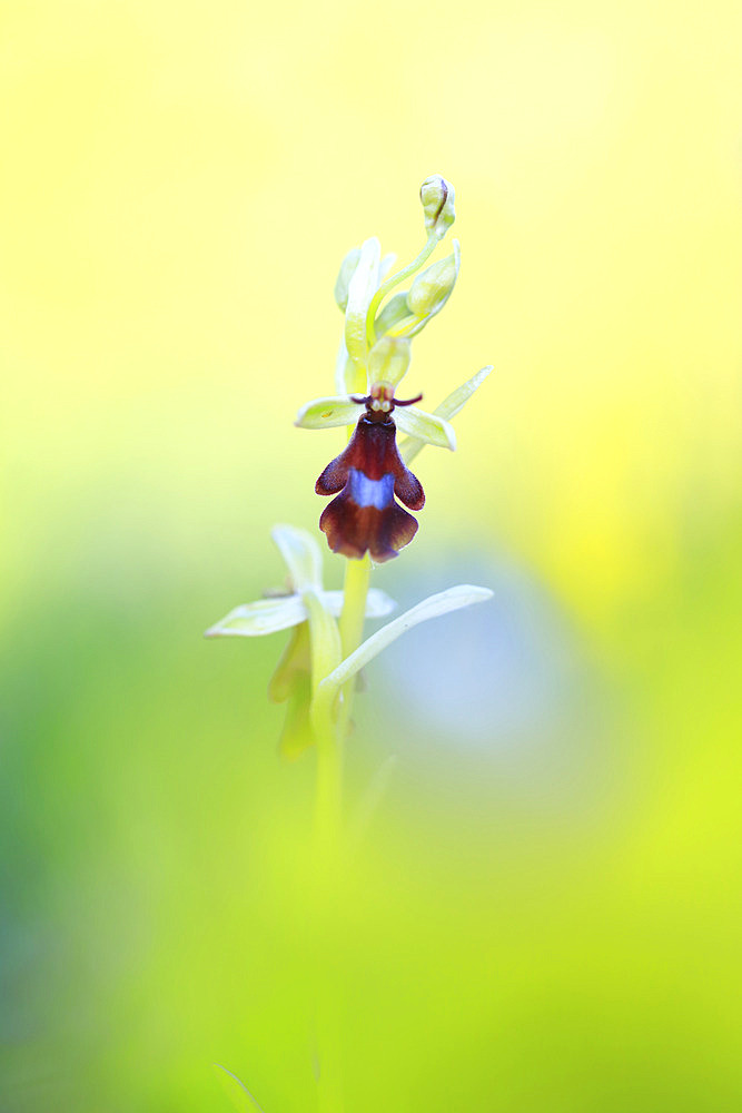 Fly orchid (Ophrys insectifera) in spring bloom