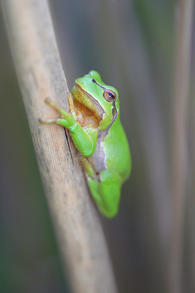 Green treefrog (Hyla arborea) on a reed