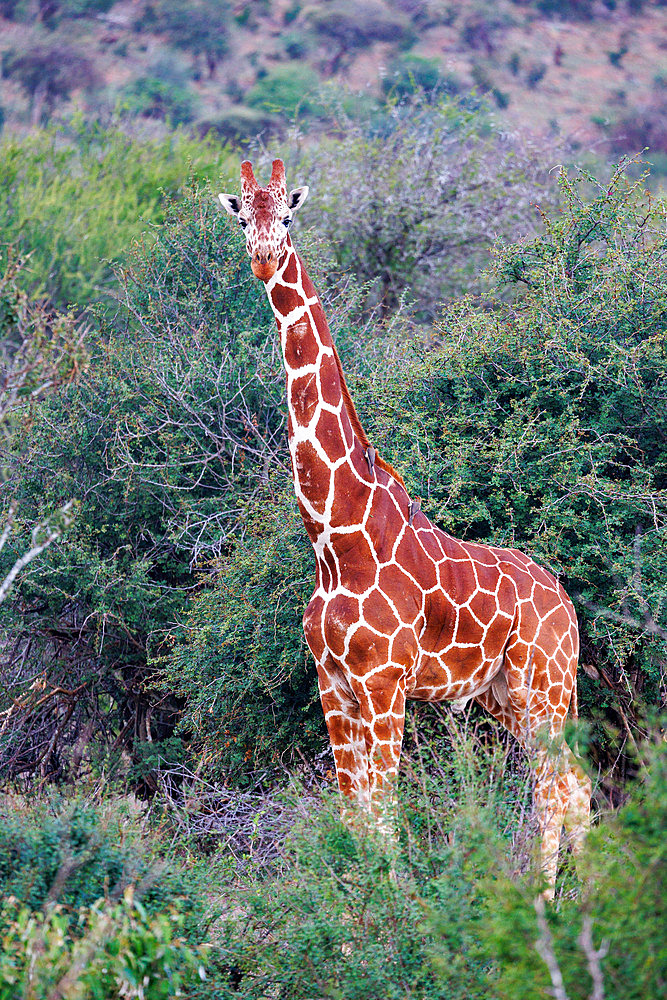 Reticulated giraffe (Giraffa reticulata), moving in the savannah, dry shrubby savannah, Laïkipia County, Kenya, East Africa, Africa