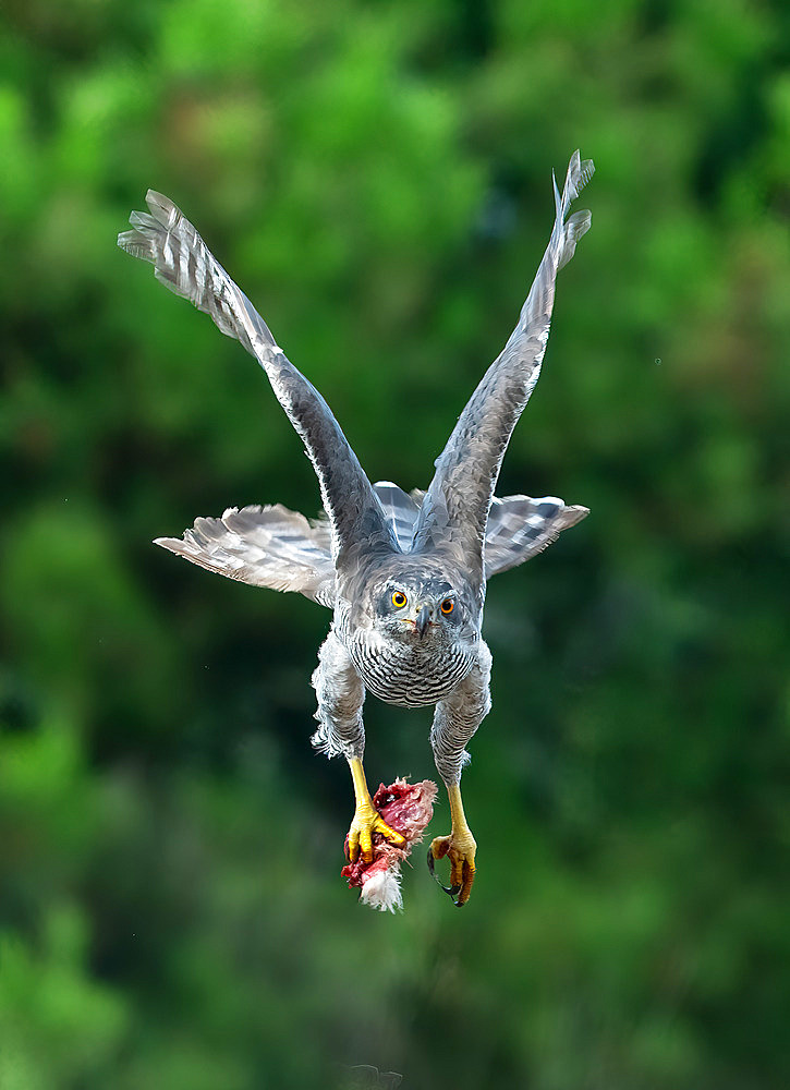 Goshawk (Accipiter gentilis) in flight with a prey in his talon, Spain