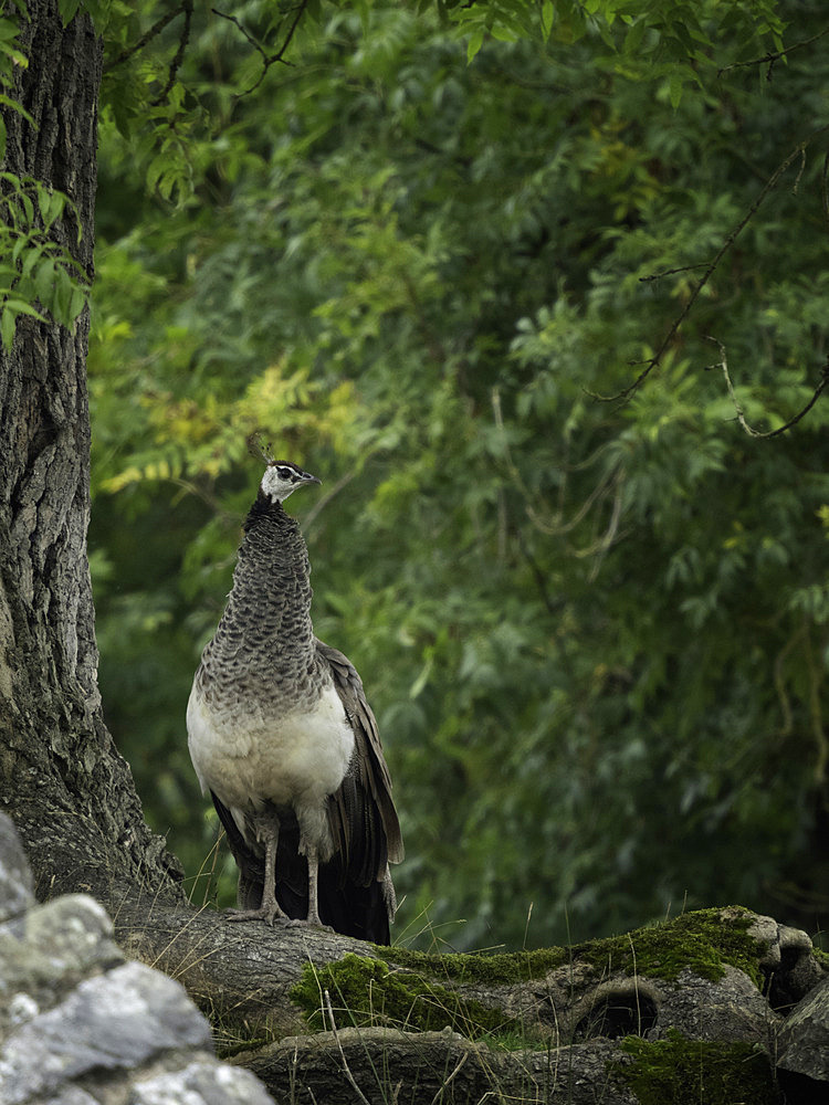 Peacock (Pavo cristatus) on ground, UK