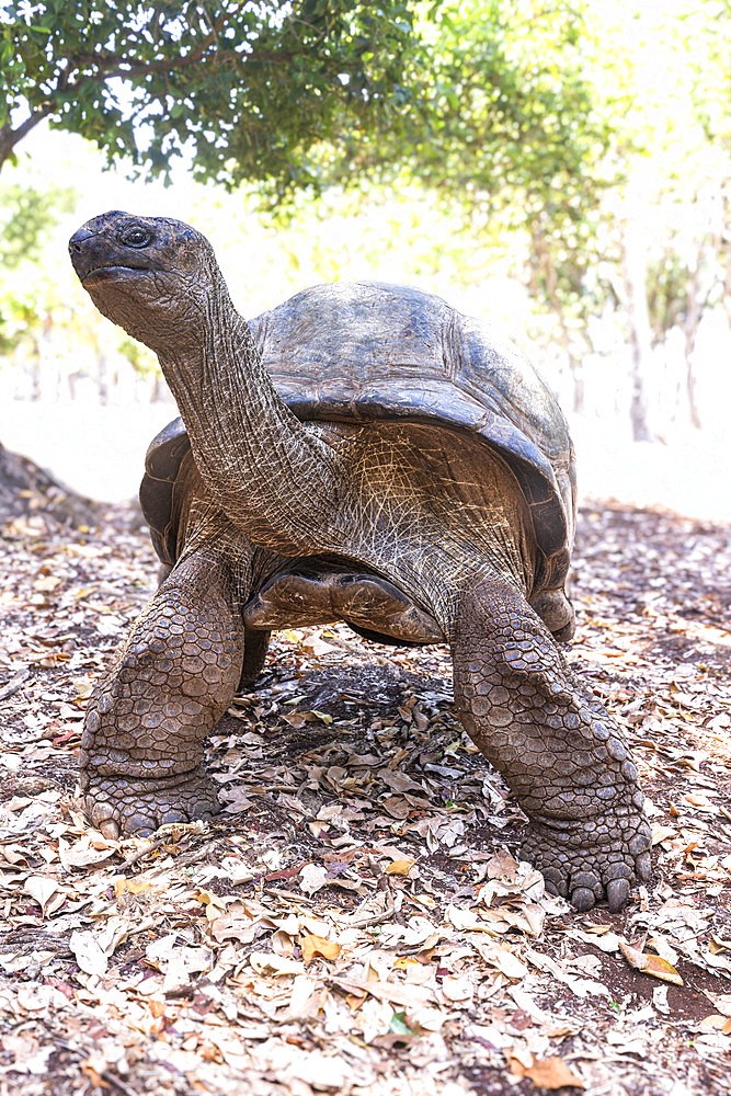 Giant Seychelles tortoise (Aldabrachelys gigantea), Turtle island, Prison island, Zanzibar. This island was used as a prison for slaves, and four giant Seychelles tortoises were introduced. Today, they are protected from poachers, and the oldest are between 170 and 200 years old.