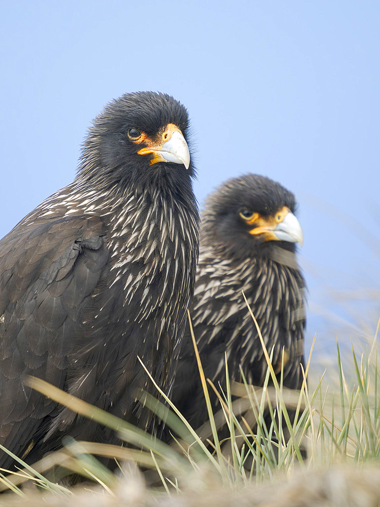 Striated Caracara or Johnny Rook (Phalcoboenus australis), an intelligent and very rare bird of prey restricted to the Falkland Islands and southern patagonia. South America, Falkland Islands, Sea Lion Island