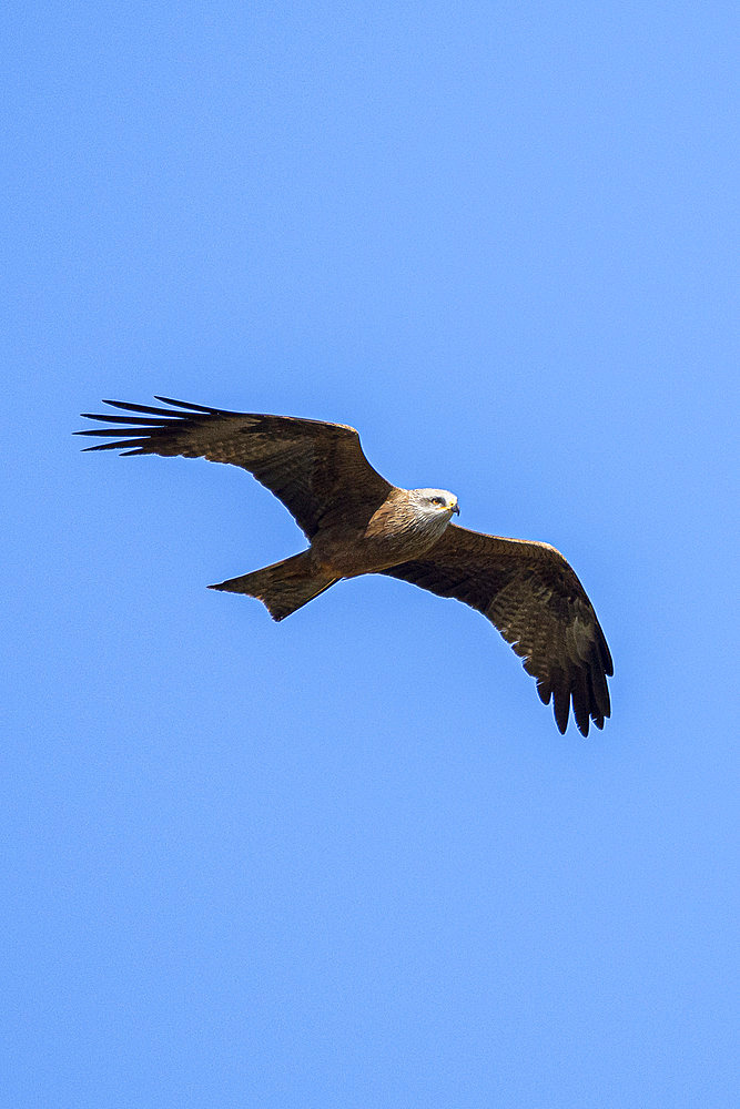 Black Kite (Milvus migrans) in flight, Alpilles, Provence, France