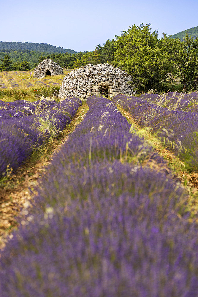 Borie in a lavender field, Ferrassieres, Pays de Sault, Drome provencale, Drome, France