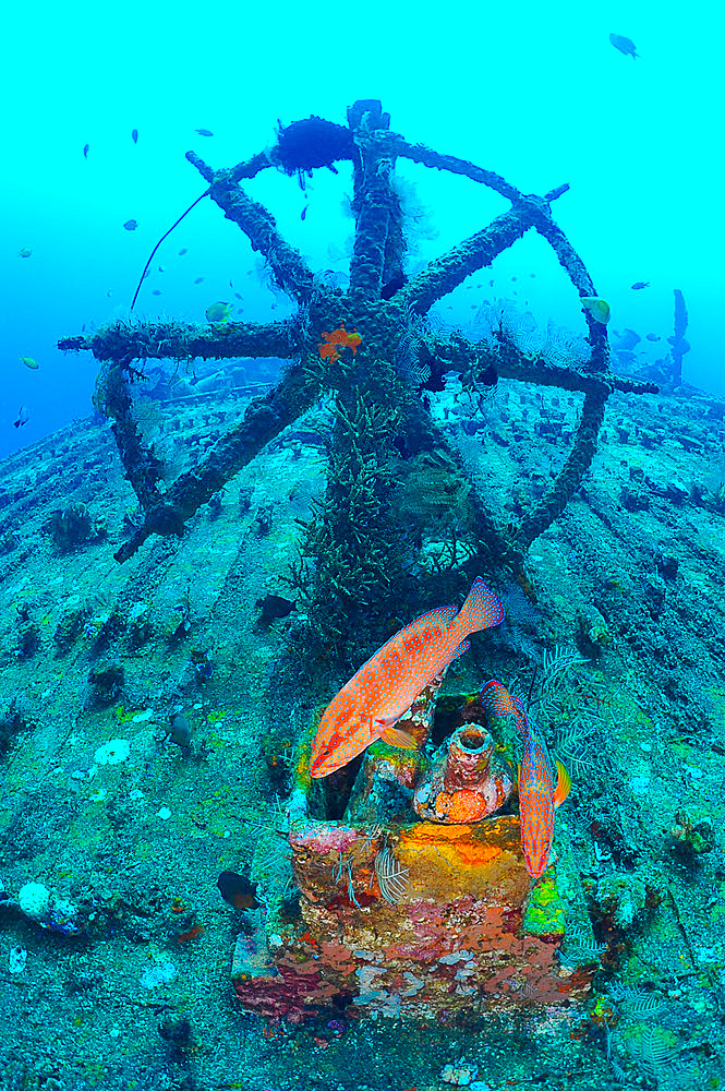 Wreck of the Boga, patrol vessel used by the Indonesian government voluntarily sunk in September 2012, to provide additional wreckage for diving in the area to become an artificial reef and allow diving to develop in Kubu. The wreck now lies between 13 and 31m, with the bow just a few fin strokes from the shore. The current can be strong at this site. Tulamben, Bali, Indonesia.