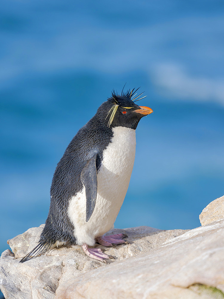 Rockhopper Penguin (Eudyptes chrysocome), subspecies Southern R. Eudyptes chrysocome chrysocome, during spring on Saunders Island. South America, Falkland Islands, October