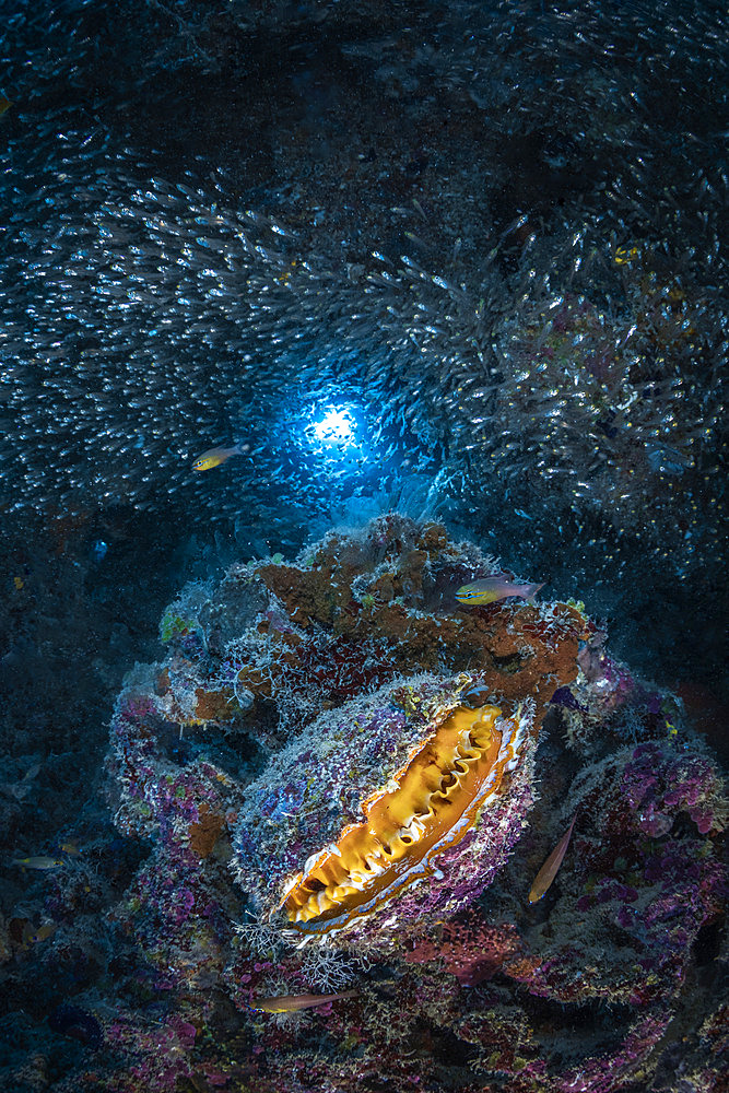 Variable thorny oyster (Spondylus varius) in the half-light of a cavity teeming with glassfish. Mayotte