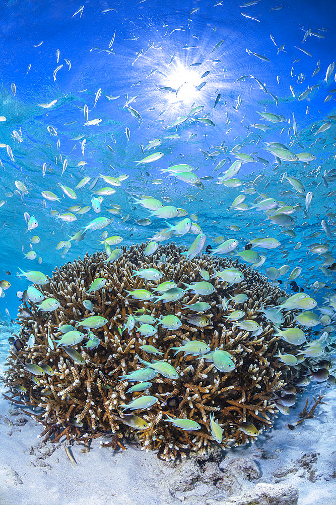 Reef resilience: a perfectly healthy coral ball after the bleaching episode of April 2024. The damselfish hotel withstood the heat in less than 3 meters of water. S-shaped pass, Mayotte