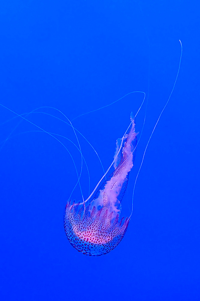 Mauve stinger (Pelagia noctiluca), Poisson Lune dive site, le Dramont. Var. France.