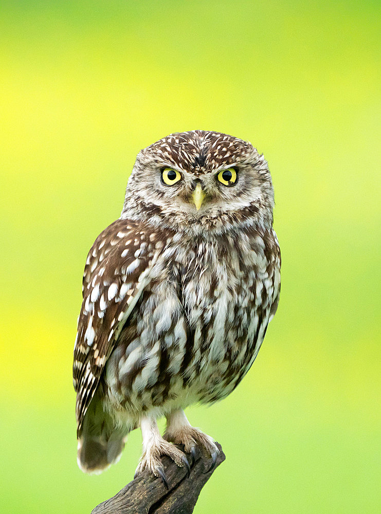 Little owl (Athena noctua) perched on a branch, England