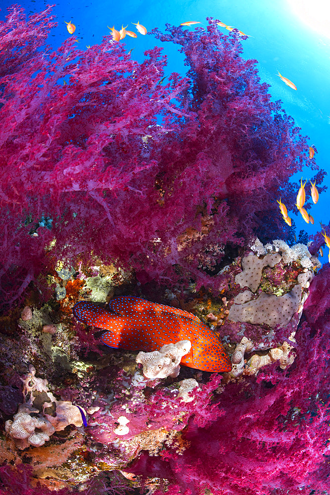 Soft coral;Dendronephthya sp) and lyretail anthias;Pseudanthias squamipinnis) and tropical grouper;Cephalopholis miniata). Coral reef, corals. Ras Muhammad National Park;Sharm Al Sheikh - Raas Mohammed) and Tiran Strait. Sinai Peninsula. Red Sea, Egypt.