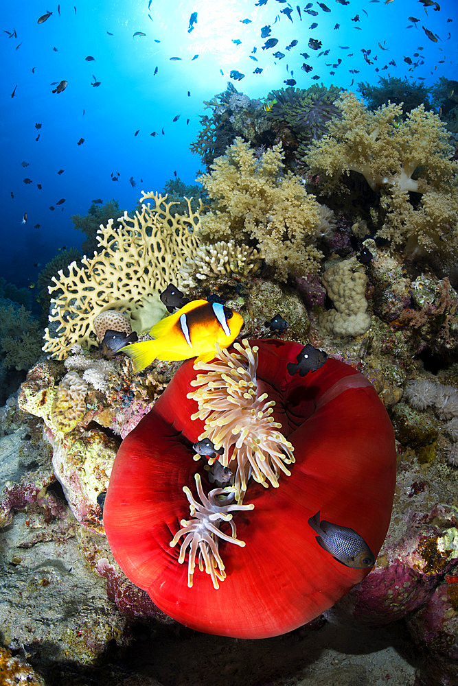 Anemone with twoband anemonefish;Amphiprion bicinctus). Reef fish. Ras Muhammad National Park;Sharm Al Sheikh - Raas Mohammed) and Tiran Strait. Sinai Peninsula. Red Sea, Egypt.