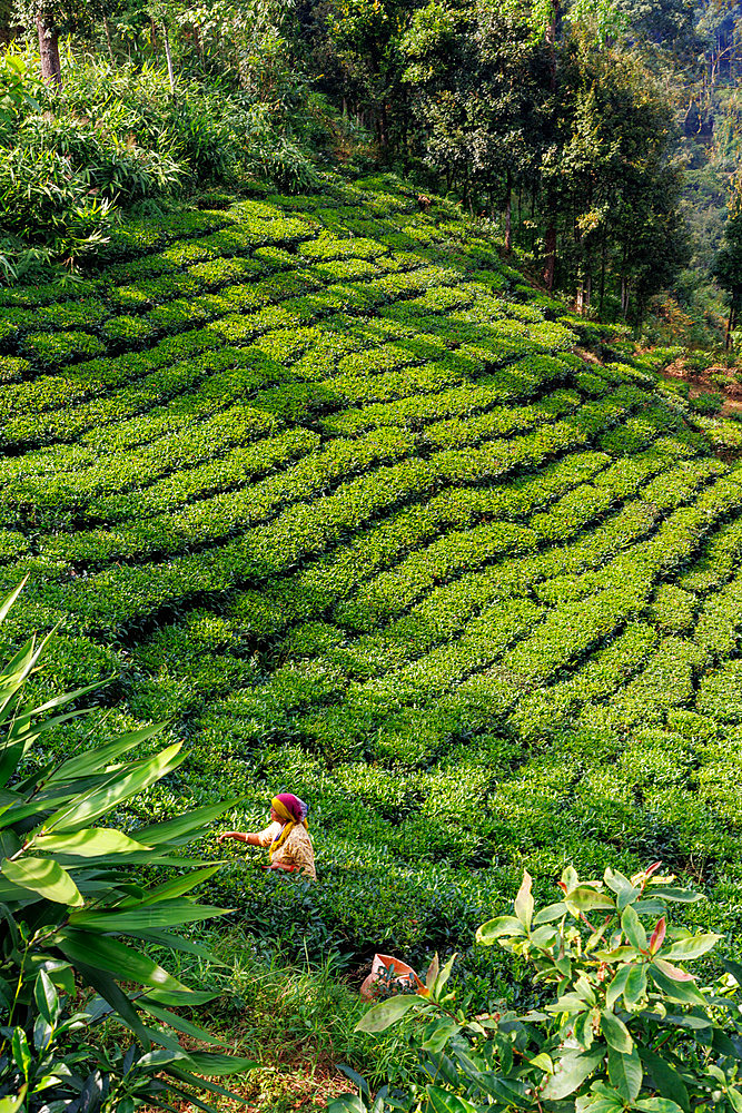 Forest and tea plantation, on the slopes of the Himalayas , Destruction of the forest, a woman harvests tea leaves, rural municipality of Maijogmai in Ilam, Nayabazar, Nepal