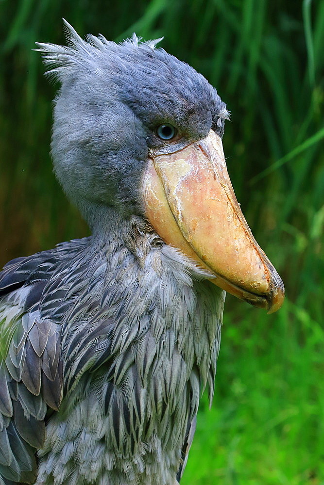 Shoebill;Balaeniceps rex) captive, Germany