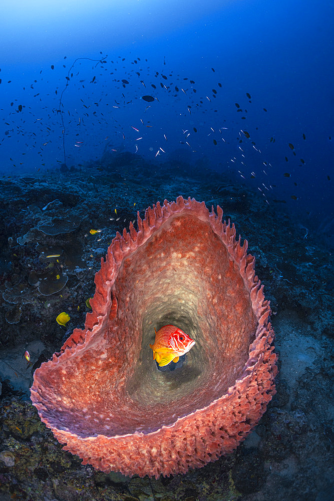 Sabre squirrelfish;Sargocentron spiniferum) having found refuge in a huge barrel sponge;Xestospongia testudinaria) at the mouth of the S-shaped pass at a depth of 50 meters. Mayotte