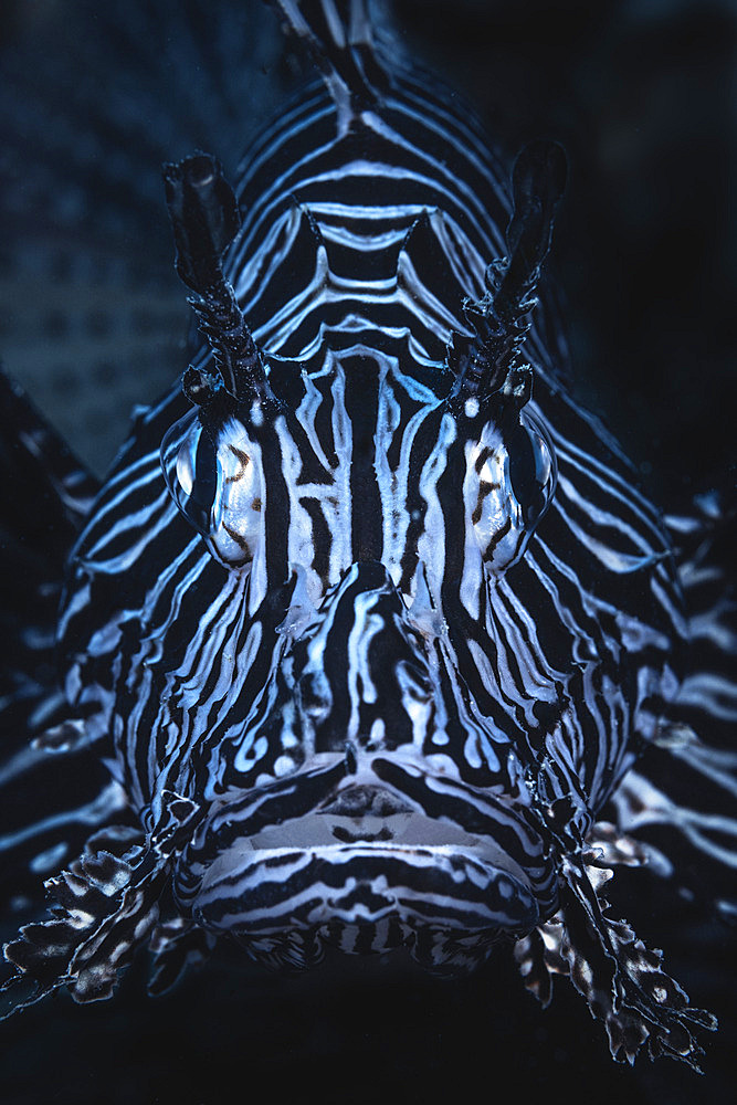 Portrait of a juvenile lionfish;Pterois antennata) at a depth of 10 metres in the S. pass, Mayotte.