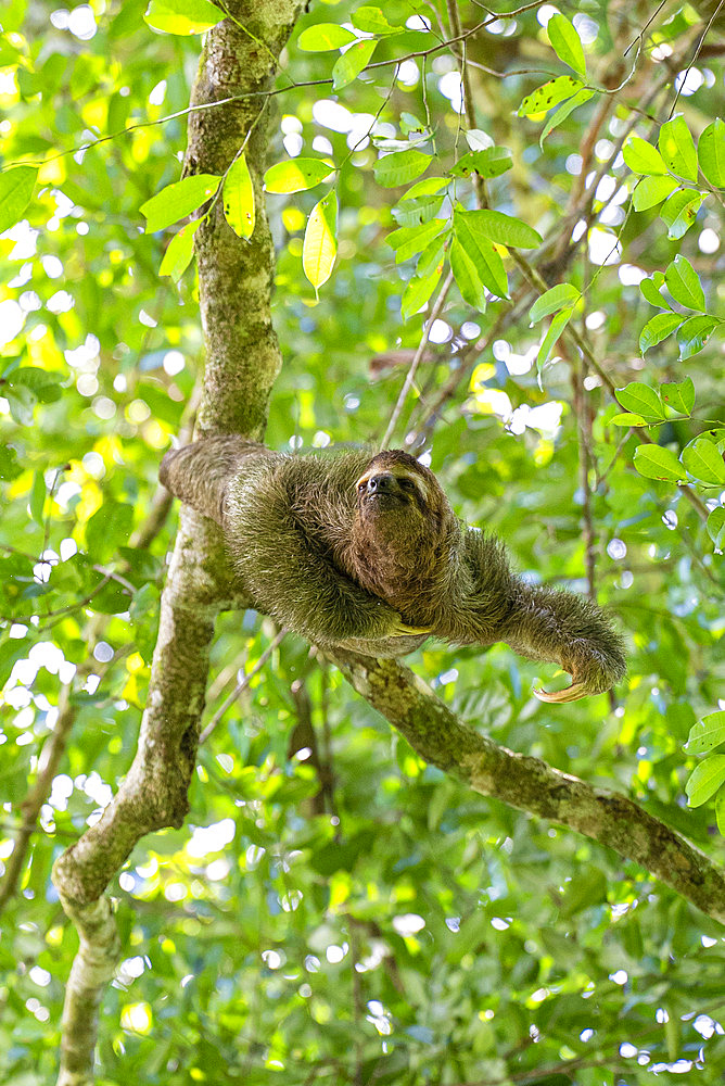 Brown-throated sloth;Bradypus variegatus), Jaco, Costa Rica