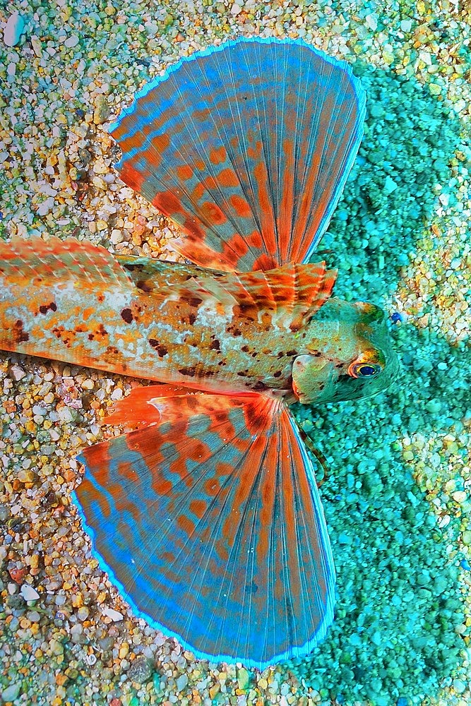 Flying gurnard;Dactylopterus volitans), Tossa de Mar, Costa Brava, Spain