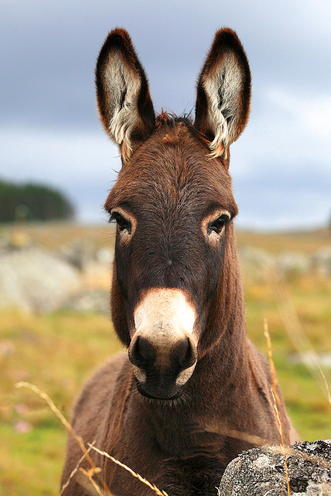 Portrait of a domestic donkey in Lozere, France