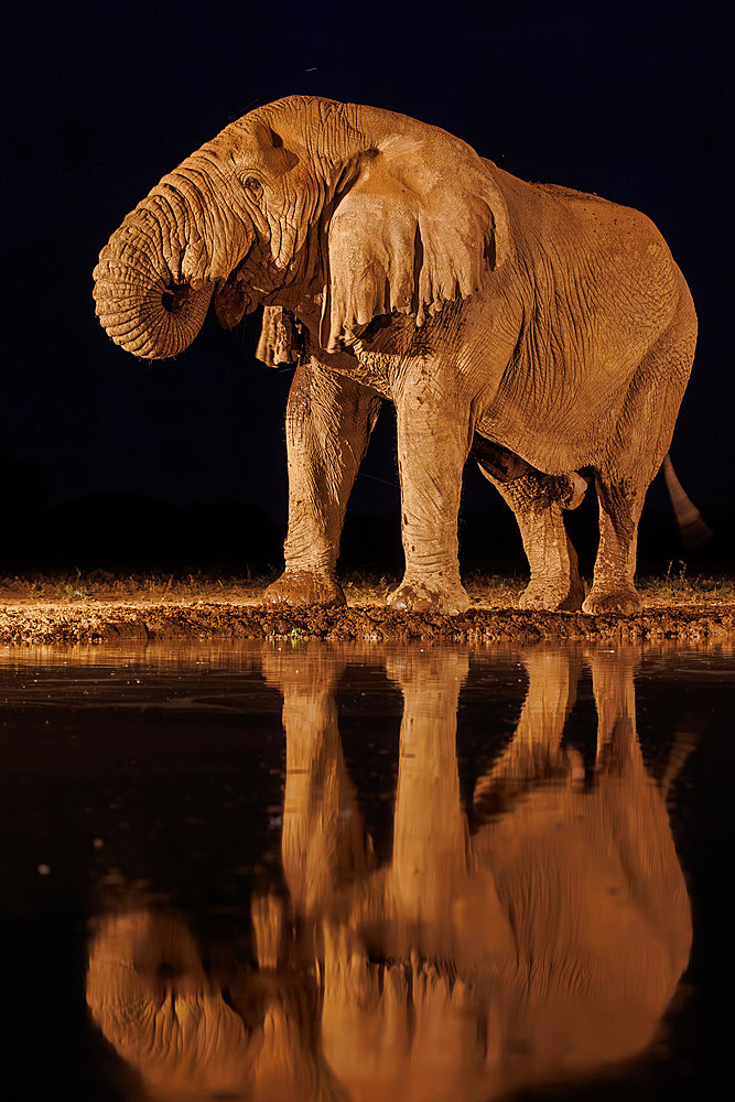 African Savanna Elephant or Savanna Elephant;Loxodonta africana), drinking by night at the waterhole, Shompole wilderness, Shompole Community, Kenya, East Africa, Africa