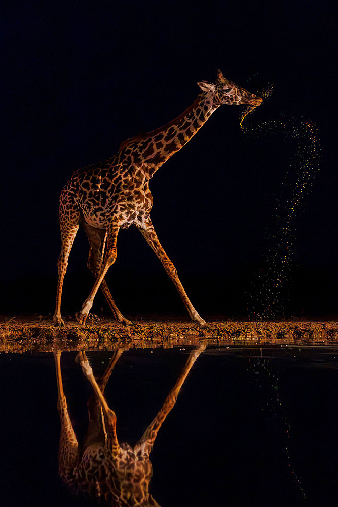 Masai giraffe drinking from a waterhole by night, Shompole wilderness, Shompole Community, Kenya, East Africa, Africa