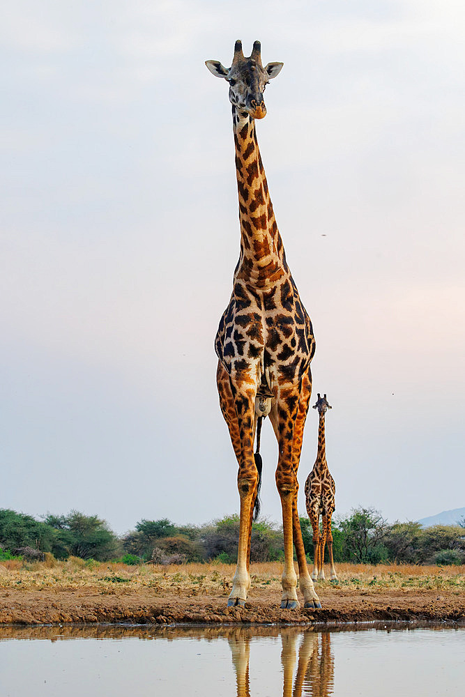 Shrubby savannah landscape with Masai giraffes;Giraffa camelopardalis tippelskirchi) drinking from a waterhole, Shompole wilderness, Shompole Community, Kenya, East Africa, Africa