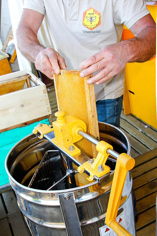 Honey extraction. Beekeeper extracting honey frames from a hive, Sarthe, France