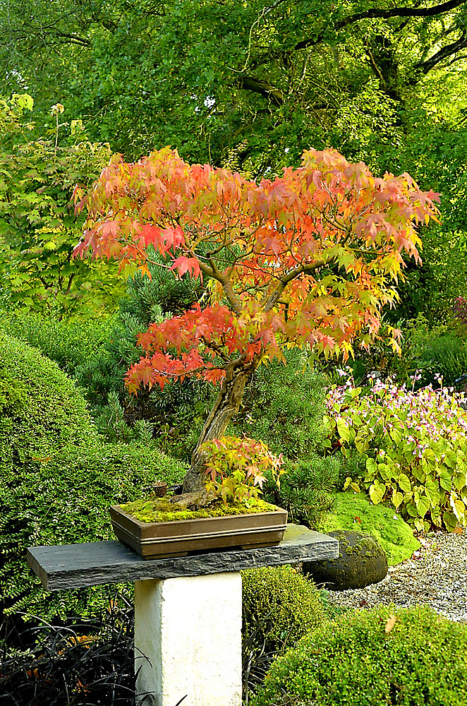 Bonsai Japanese maple and Japanese garden at Moulin de la Lande in Brittany, France